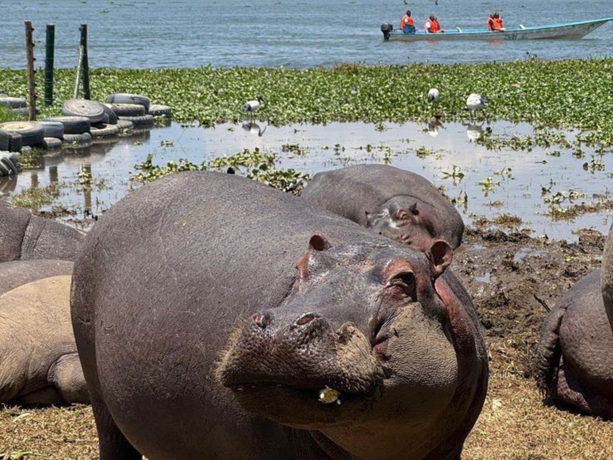 hippo naivasha