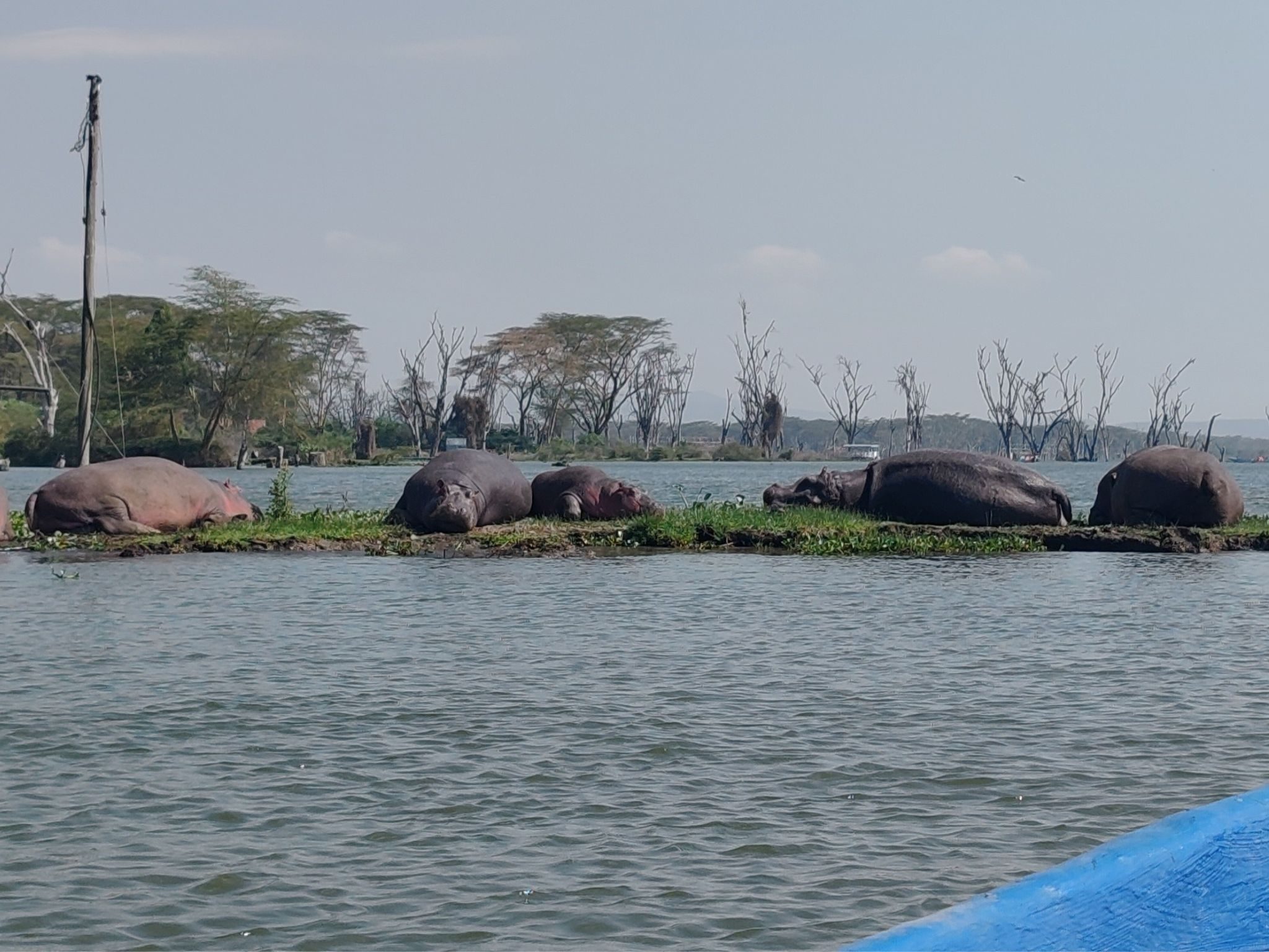 lake naivasha boat ride