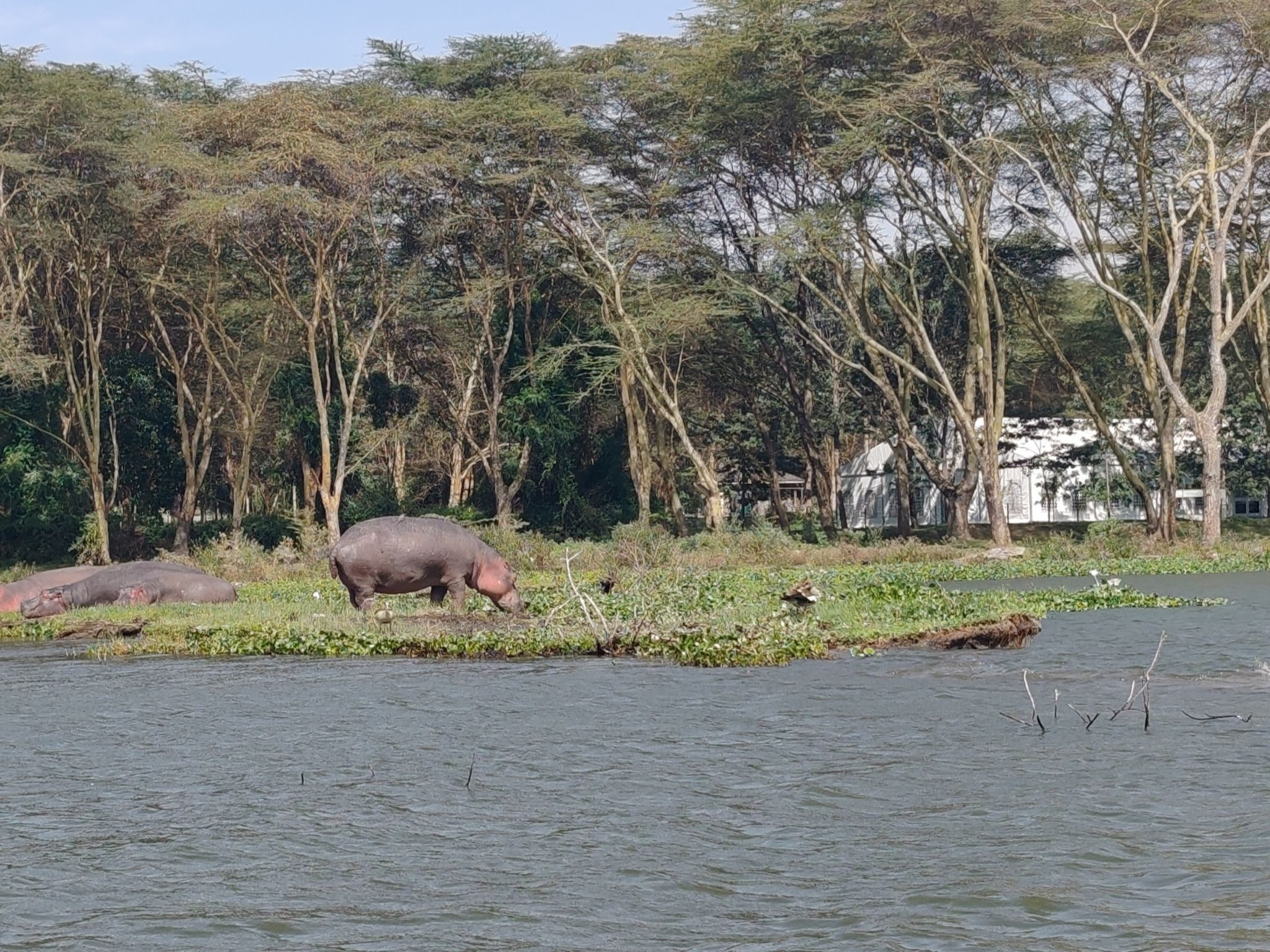 lake naivasha hippos